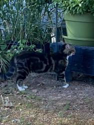 Found/Stray Male Cat last seen Lee Cline Rd & Springs Rd , Conover, NC 28613