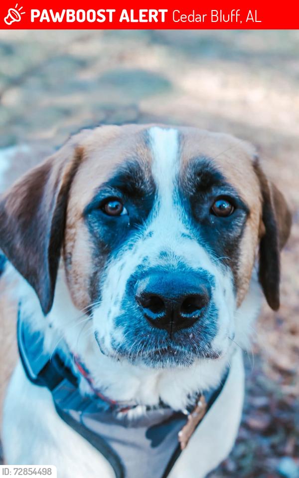 Lost Male Dog last seen Near County Road 77 Cedar Bluff AL 35959, Cedar Bluff, AL 35959
