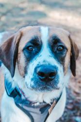 Lost Male Dog last seen Near County Road 77 Cedar Bluff AL 35959, Cedar Bluff, AL 35959