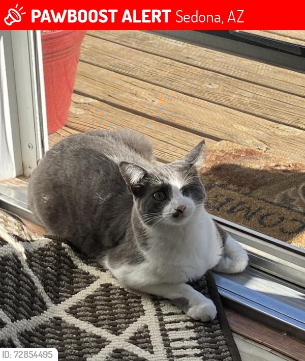 Lost Male Cat last seen Andante Dr & Lyric , Sedona, AZ 86336