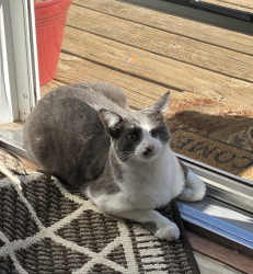 Lost Male Cat last seen Andante Dr & Lyric , Sedona, AZ 86336