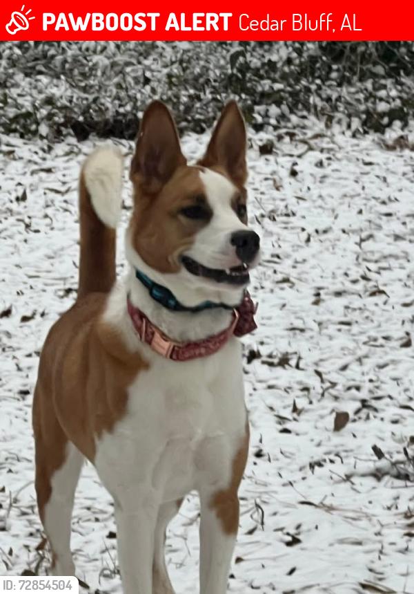 Lost Female Dog last seen Near County Road 77 Cedar Bluff AL 35959, Cedar Bluff, AL 35959