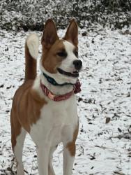 Lost Female Dog last seen Near County Road 77 Cedar Bluff AL 35959, Cedar Bluff, AL 35959