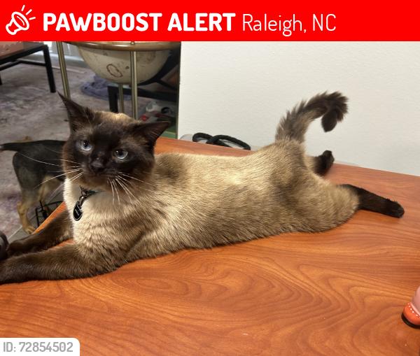 Lost Male Cat last seen In the wooded area behind campus crossing apmts , Raleigh, NC 27603