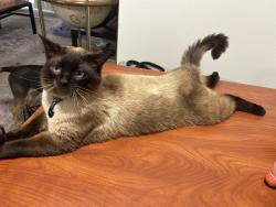 Lost Male Cat last seen In the wooded area behind campus crossing apmts , Raleigh, NC 27603