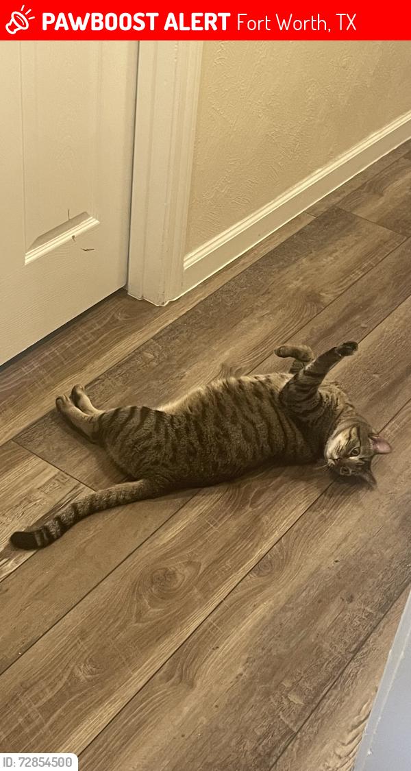 Lost Male Cat last seen Rufe Snow and Starnes Road, Fort Worth, TX 76182