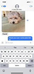 Lost Male Dog last seen 120th, Thornton, CO 80241
