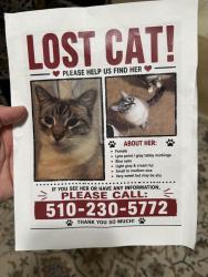 Lost Female Cat last seen Lake st , San Pablo, CA 94806