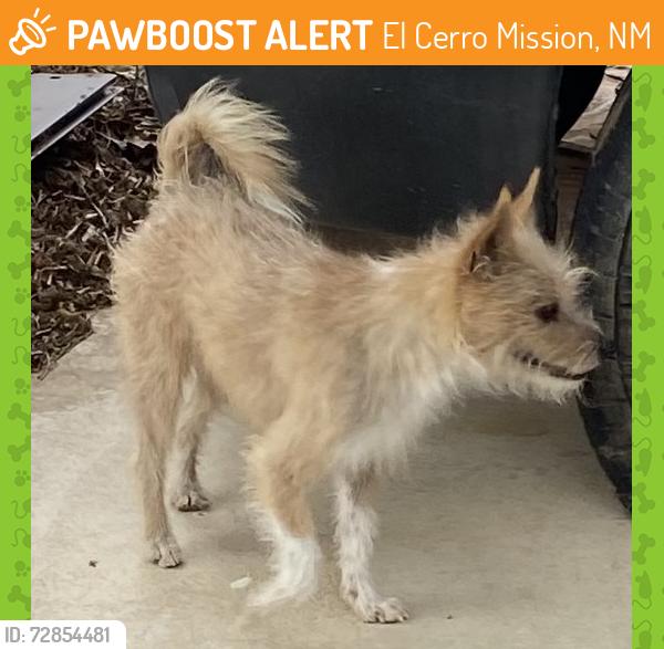 Found/Stray Male Dog last seen Manzano Expressway & Van Camp, El Cerro Mission, NM 87031