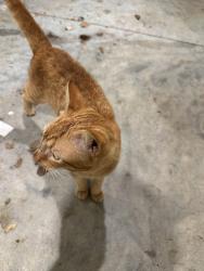 Found/Stray Male Cat last seen Near boulevard NE, Atlanta, GA 30308