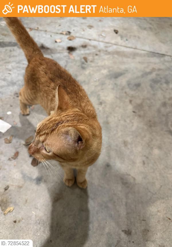 Found/Stray Male Cat last seen Near boulevard NE, Atlanta, GA 30308