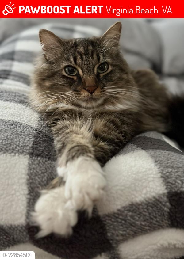 Lost Male Cat last seen N Great Neck rd. , Virginia Beach, VA 23454