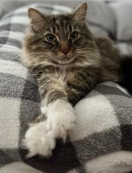 Lost Male Cat last seen N Great Neck rd. , Virginia Beach, VA 23454