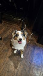 Lost Female Dog last seen Near fairgrounds , Raleigh, NC 27606