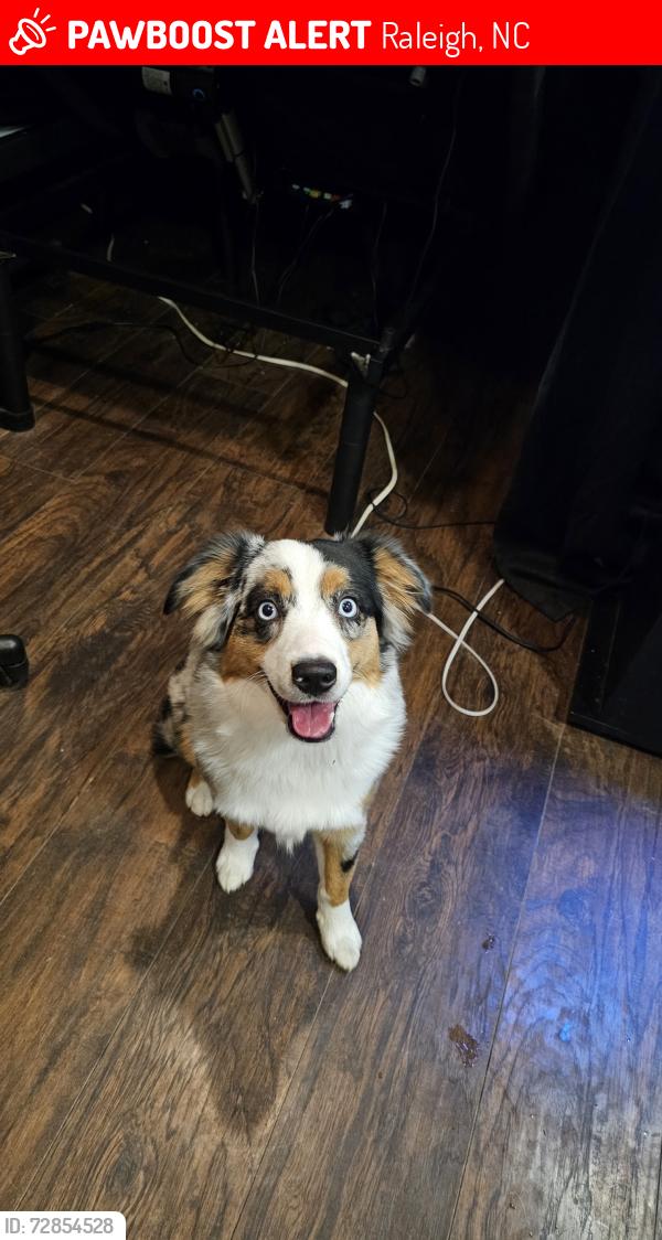 Lost Female Dog last seen Near fairgrounds , Raleigh, NC 27606