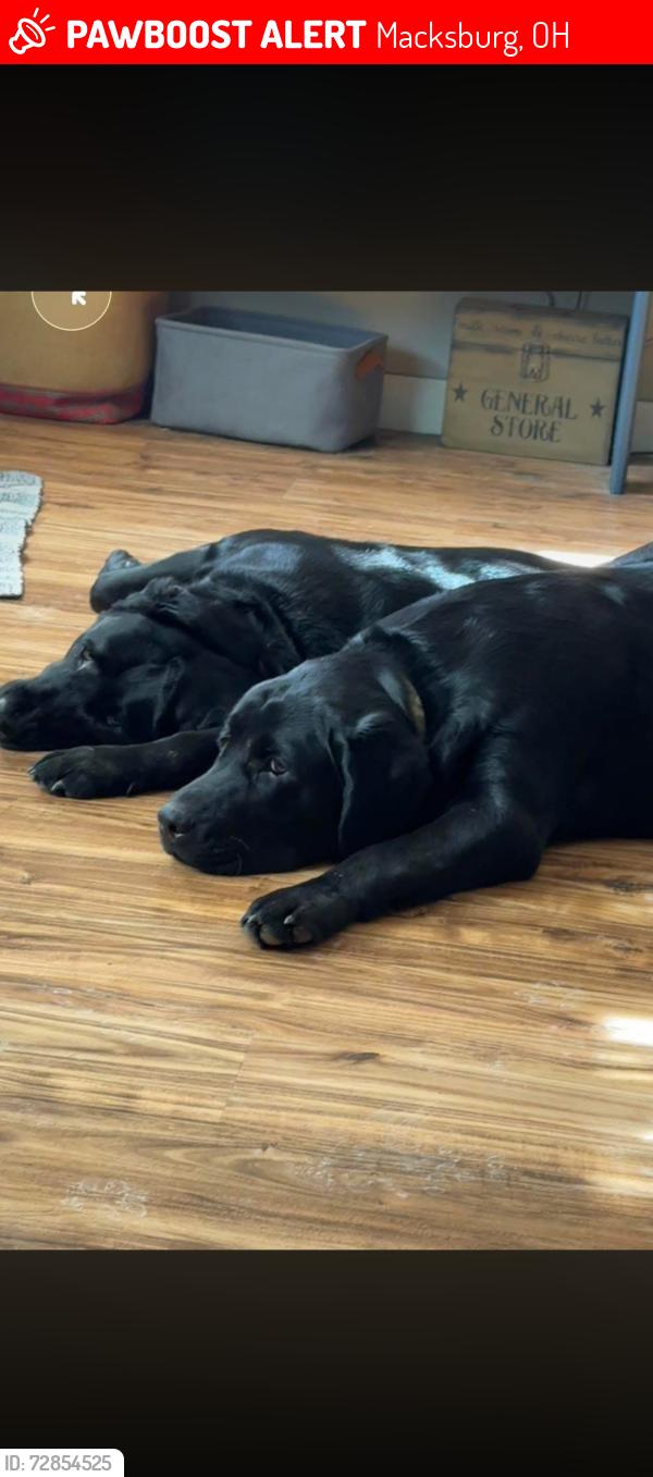 Lost Male Dog last seen Macksburg, Lowell, Caldwell, Lower Salem, Interstate 77, Macksburg, OH 45746