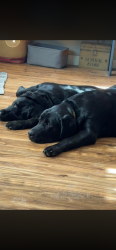 Lost Male Dog last seen Macksburg, Lowell, Caldwell, Lower Salem, Interstate 77, Macksburg, OH 45746