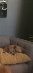 Lost Female Dog last seen Pinnacle Peak & Cashman, Phoenix, AZ 85050