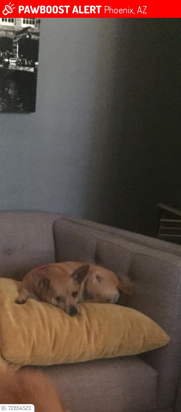 Lost Female Dog last seen Pinnacle Peak & Cashman, Phoenix, AZ 85050
