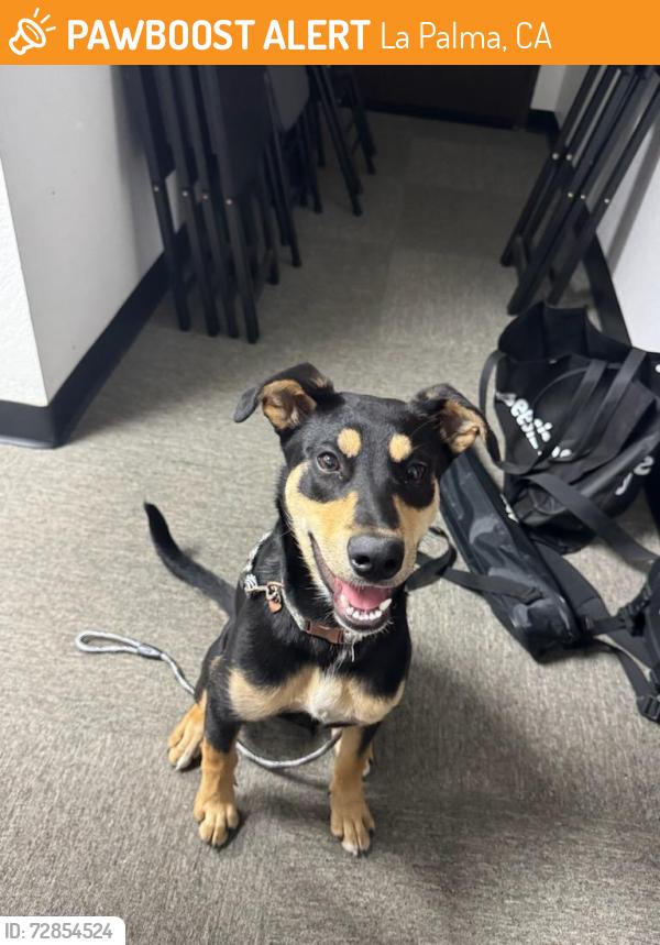 Found/Stray Female Dog last seen Moody st and Crescent Ave, La Palma, CA 90623