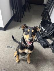 Found/Stray Female Dog last seen Moody st and Crescent Ave, La Palma, CA 90623
