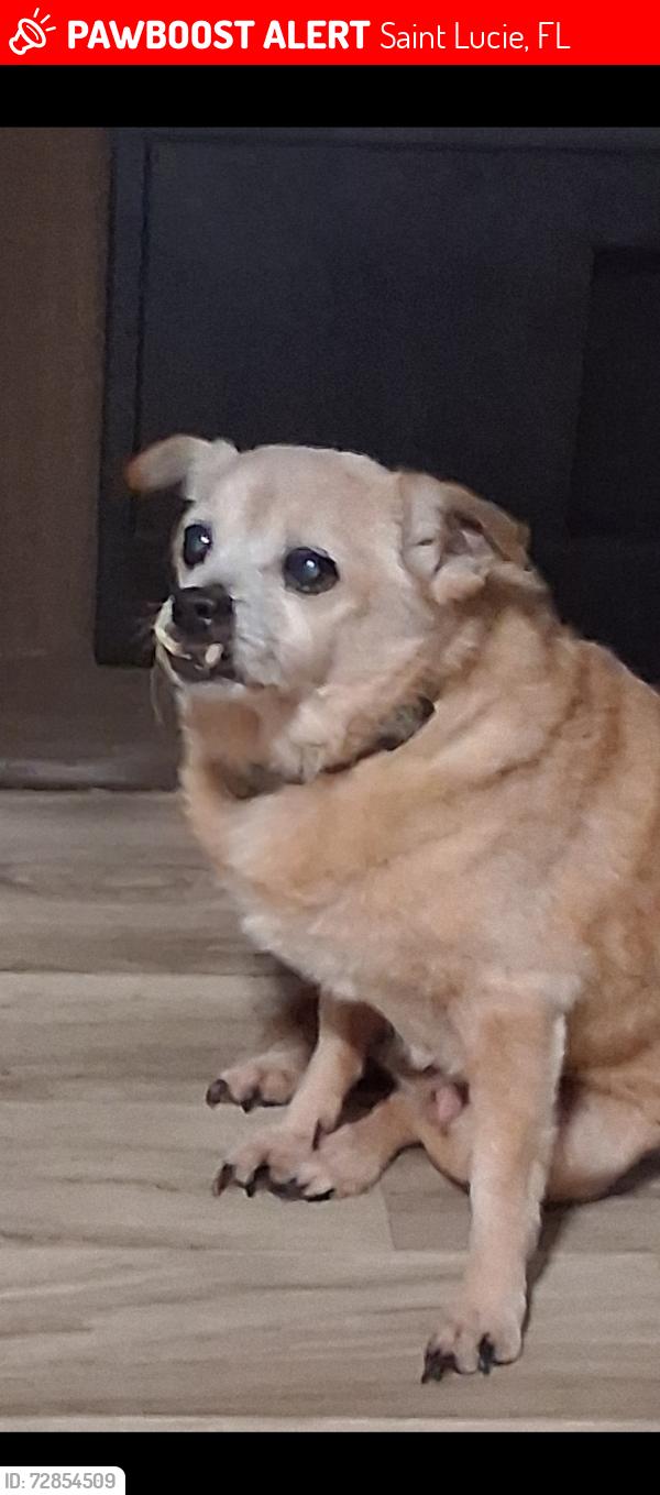 Lost Male Dog last seen St. Lucie Aquarium, Saint Lucie, FL 34946