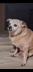 Lost Male Dog last seen St. Lucie Aquarium, Saint Lucie, FL 34946
