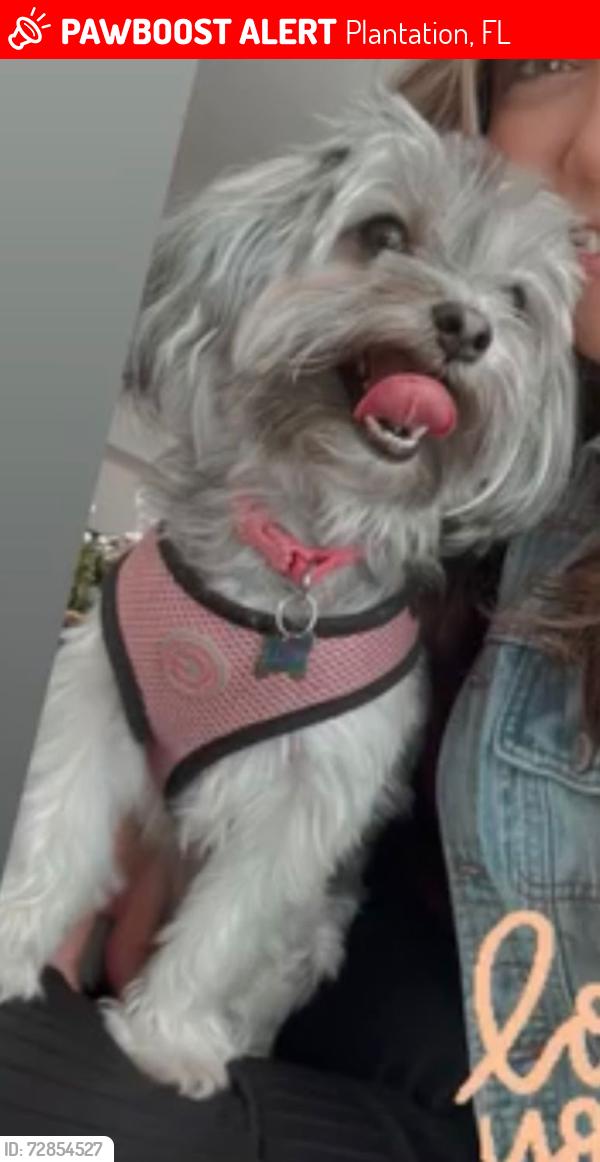 Lost Female Dog last seen Commodore drive , Plantation, FL 33325