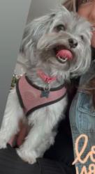 Lost Female Dog last seen Commodore drive , Plantation, FL 33325