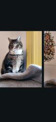 Lost Female Cat last seen Coin de rue davidson/ontario ou davidson/rouen, Montréal, QC H1W