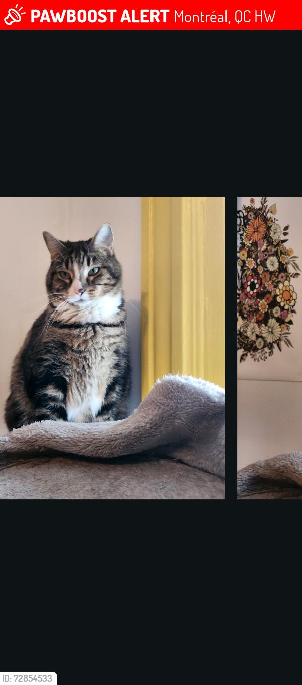 Lost Female Cat last seen Coin de rue davidson/ontario ou davidson/rouen, Montréal, QC H1W