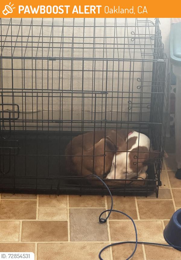 Found/Stray Female Dog last seen Planet Fitness , Oakland, CA 94619