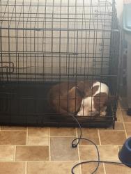 Found/Stray Female Dog last seen Planet Fitness , Oakland, CA 94619