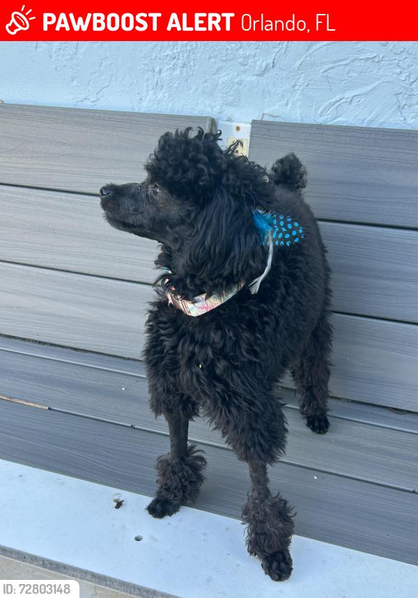 Lost Female Dog last seen Lake Mary Jane and Caprese, Orlando, FL 32832