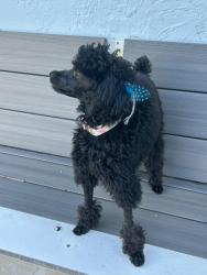 Lost Female Dog last seen Lake Mary Jane and Caprese, Orlando, FL 32832