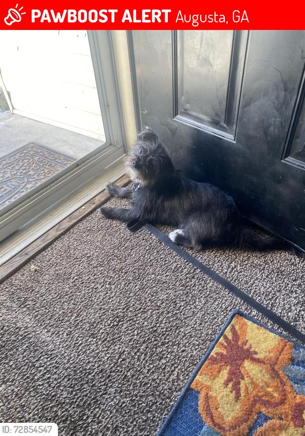 Lost Female Dog last seen Covington place, Augusta, GA 30906