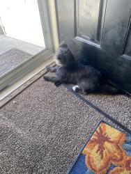 Lost Female Dog last seen Covington place, Augusta, GA 30906
