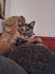 Lost Female Cat last seen Near Weld Road , Wilton, ME 04294