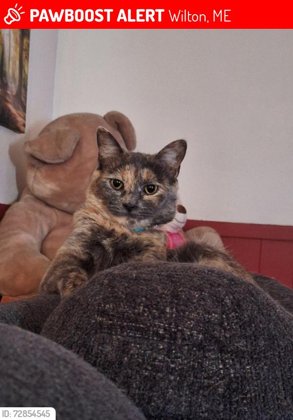 Lost Female Cat last seen Near Weld Road , Wilton, ME 04294