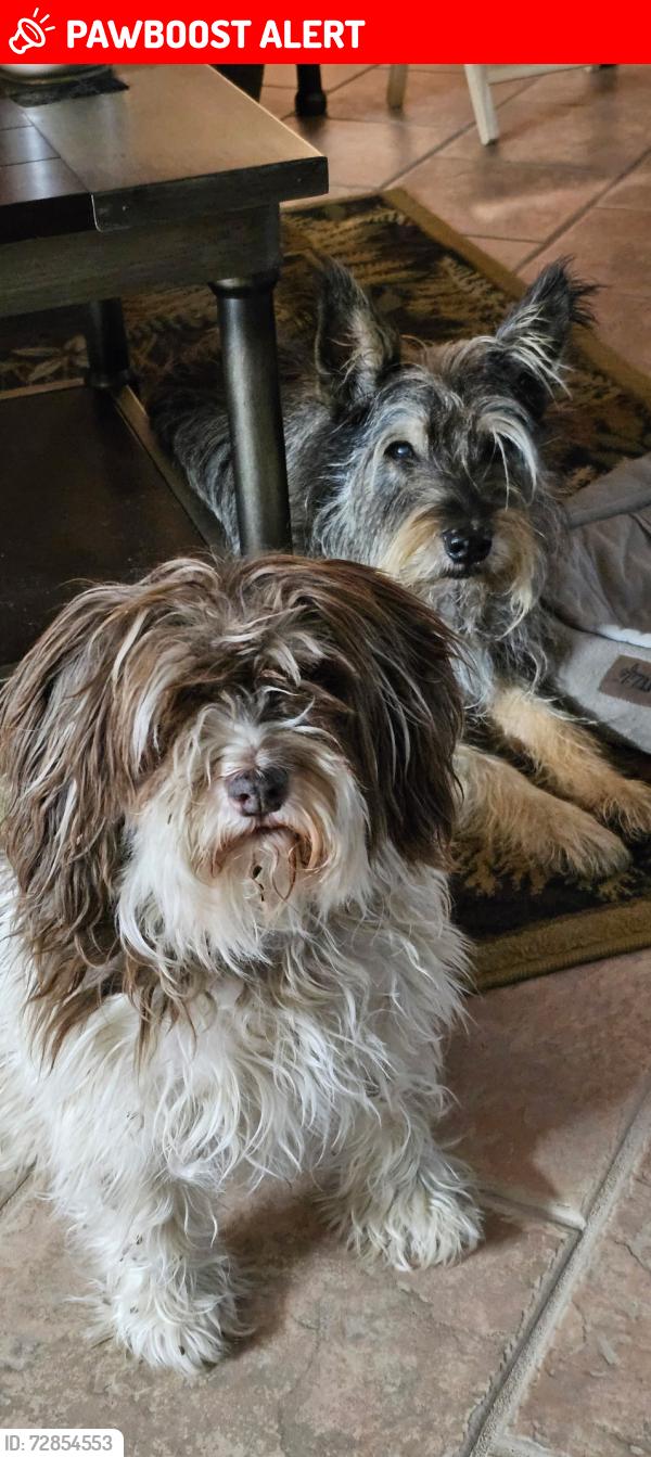 Lost Female Dog last seen Pine Forest  Rd and Risen Drive , Pine Forest Estates, FL 32533