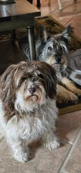 Lost Female Dog last seen Pine Forest  Rd and Risen Drive , Pine Forest Estates, FL 32533