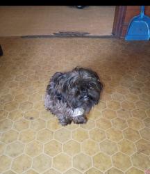 Lost Male Dog last seen Ennis rd. And hwy 55, Angier, NC 27501