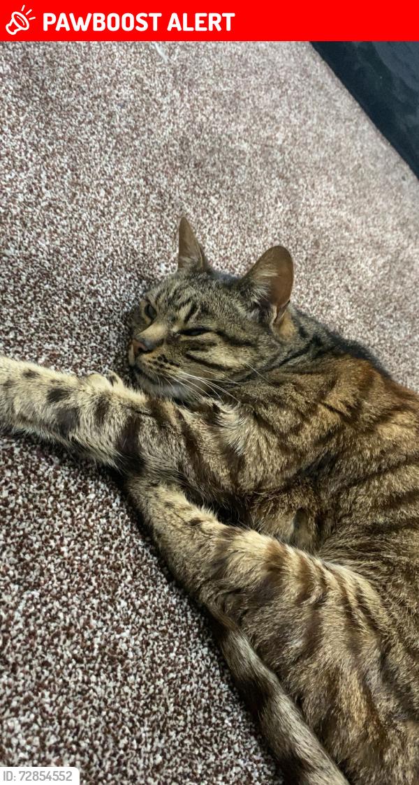 Lost Male Cat last seen Ellesmere port, Cheshire West and Chester, England CH65 2EZ