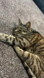 Lost Male Cat last seen Ellesmere port, Cheshire West and Chester, England CH65 2EZ