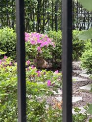 Found/Stray Unknown Cat last seen Orchard St by the Target, Chicago, IL 60614