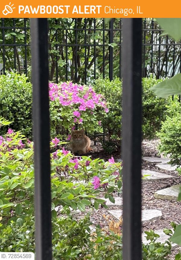 Found/Stray Unknown Cat last seen Orchard St by the Target, Chicago, IL 60614