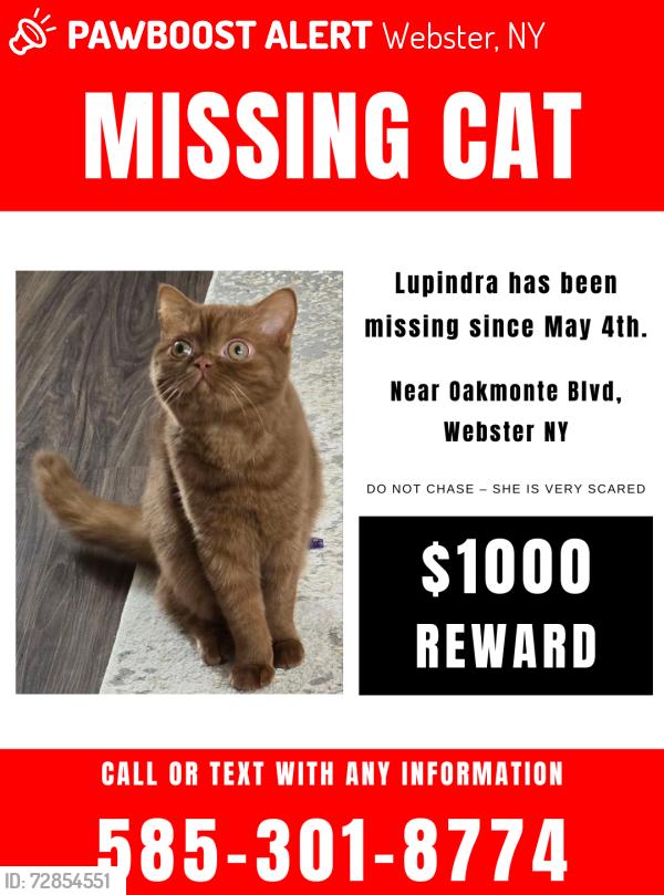 Lost Female Cat last seen Ridge Road, Webster, NY 14580