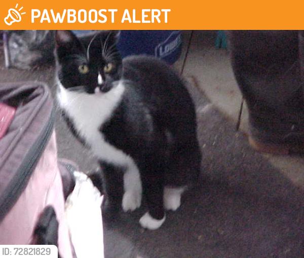 Found/Stray Female Cat last seen bryant park, Lake Worth Beach, FL 33460