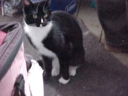 Found/Stray Female Cat last seen bryant park, Lake Worth Beach, FL 33460