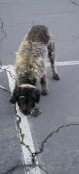Found/Stray Unknown Dog last seen Sprouts Farmer Market with security, Sacramento, CA 95821